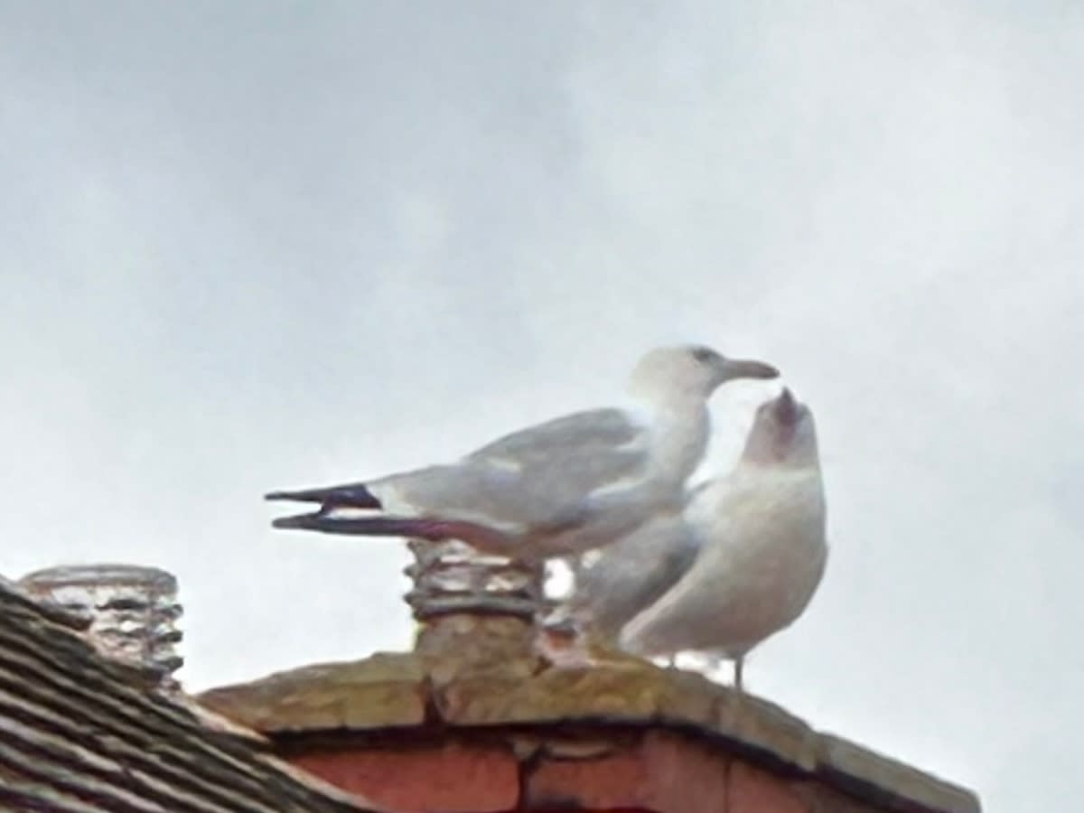 The seagulls were nesting on her roof. (Reach)