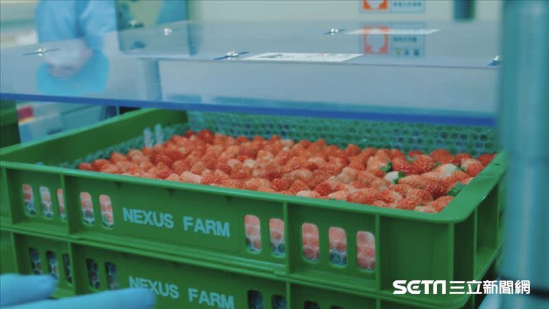 採收的草莓，每顆都得經過檢測，確定符合標準才能包裝或進行加工。（圖／記者羅正輝攝）