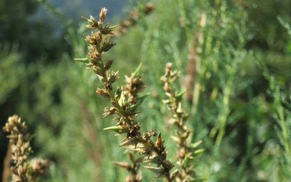 Myricaria germanica - Martino Adamo