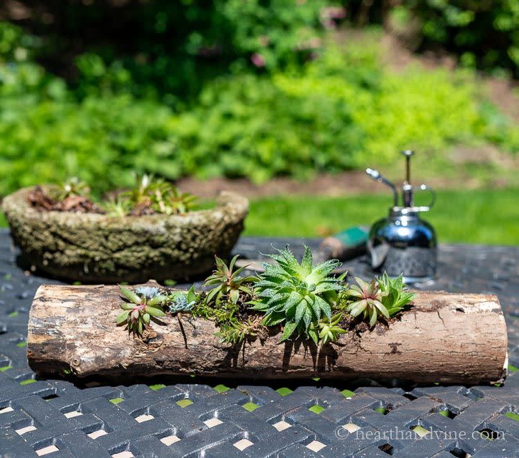 best backyard decor succulent log planter