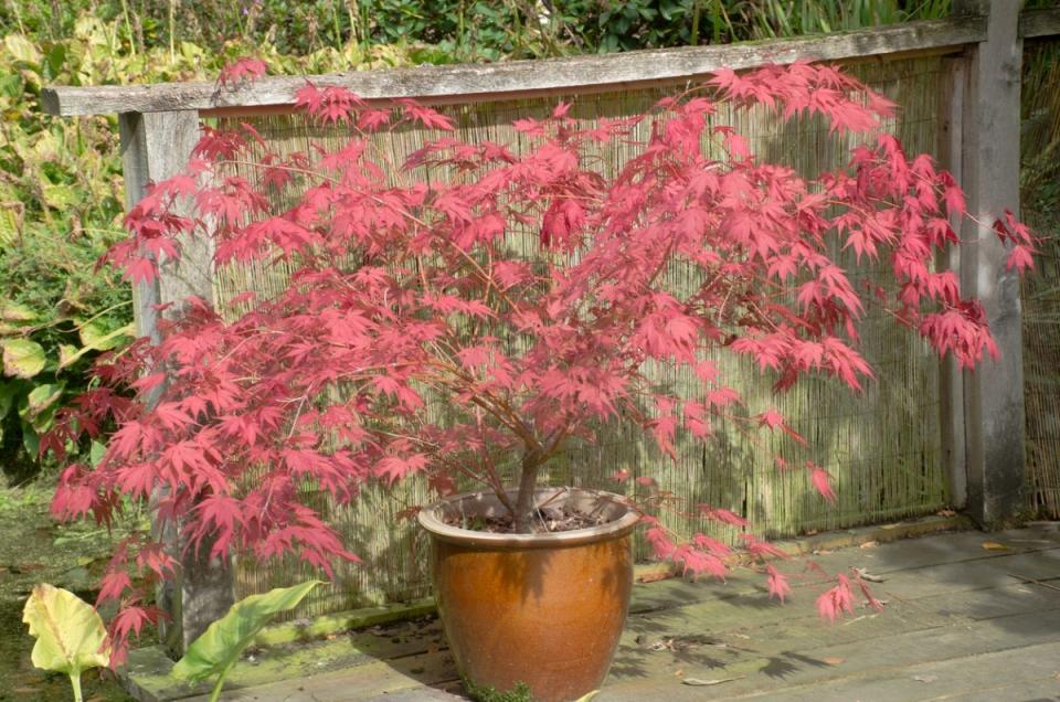 Japanese maple tree in pot