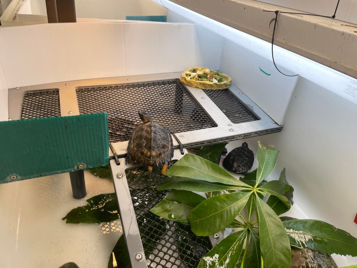 Wood turtles are carefully monitored at the Montreal Biodôme from when they are hatchlings to when they are released into the wild. (John Ngala/CBC - image credit)