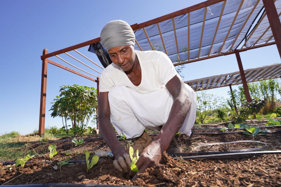 Project Roots AZ co-founder Bridget Pettis plants lettuce on her incubator farm at Spaces of Opportunity near 12th Avenue and Vineyard on Oct. 17, 2022, in Phoenix.