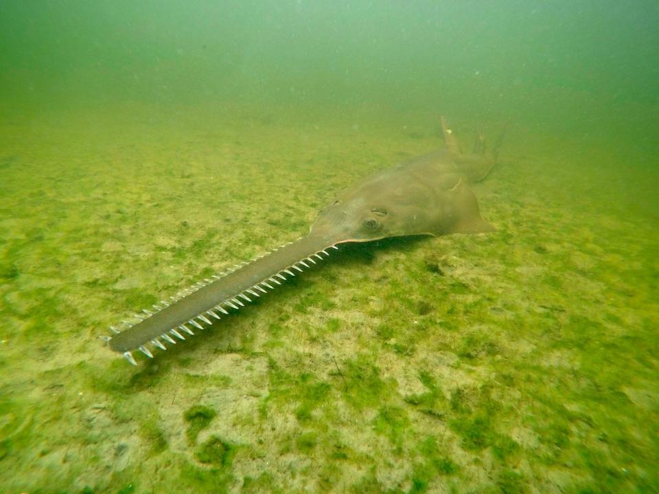 PHOTO: This image provided by NOAA shows a smalltooth sawfish.  (NOAA via AP)