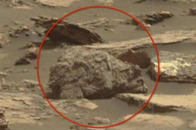 Potential fossilised grizzly bear found on Mars