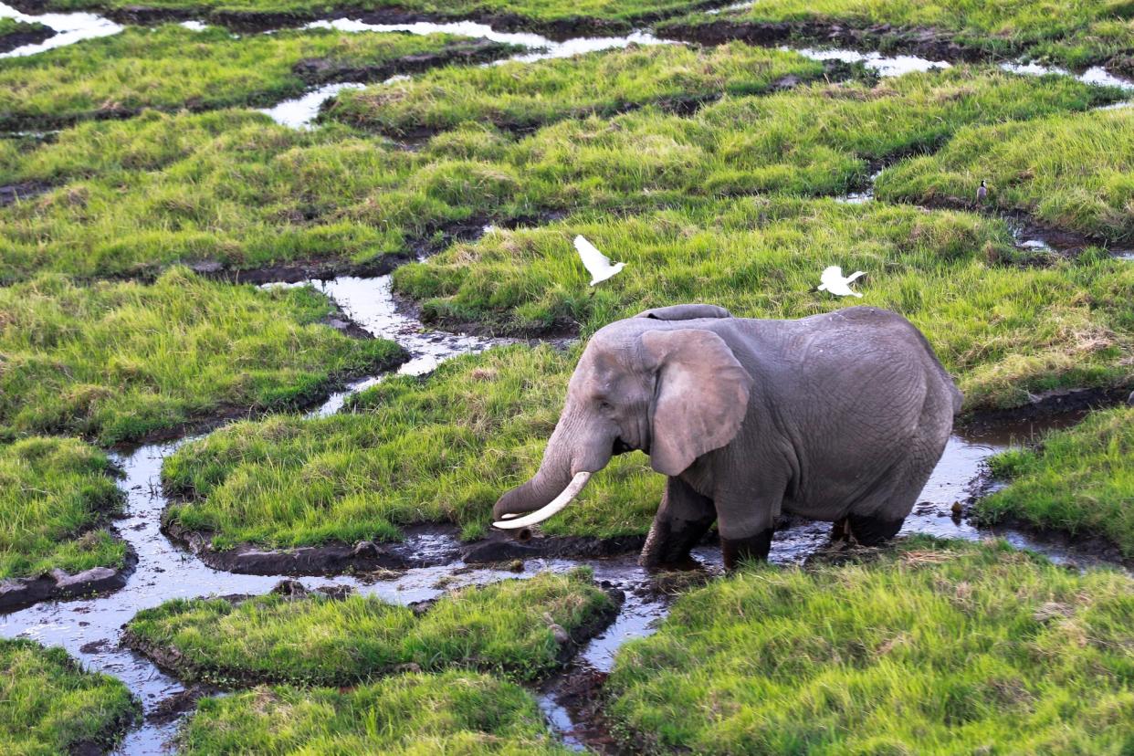 El cambio climático supera a la caza furtiva como principal amenaza para la vida salvaje en Kenia. (Foto: AP)