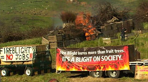 Protesting orchardists burn dead apple trees and apple bins at Lenswood in the Adelaide Hills.