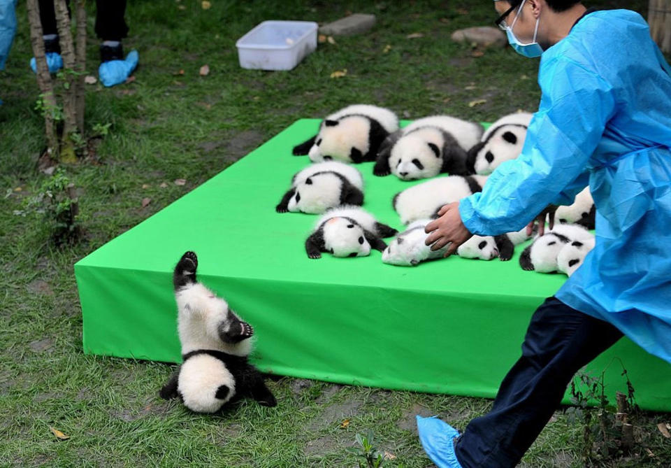 Panda cubs on display at a breeding center in Chengdu, China, on Sept. 23. 2016. <cite>VCG/VCG via Getty Images</cite>