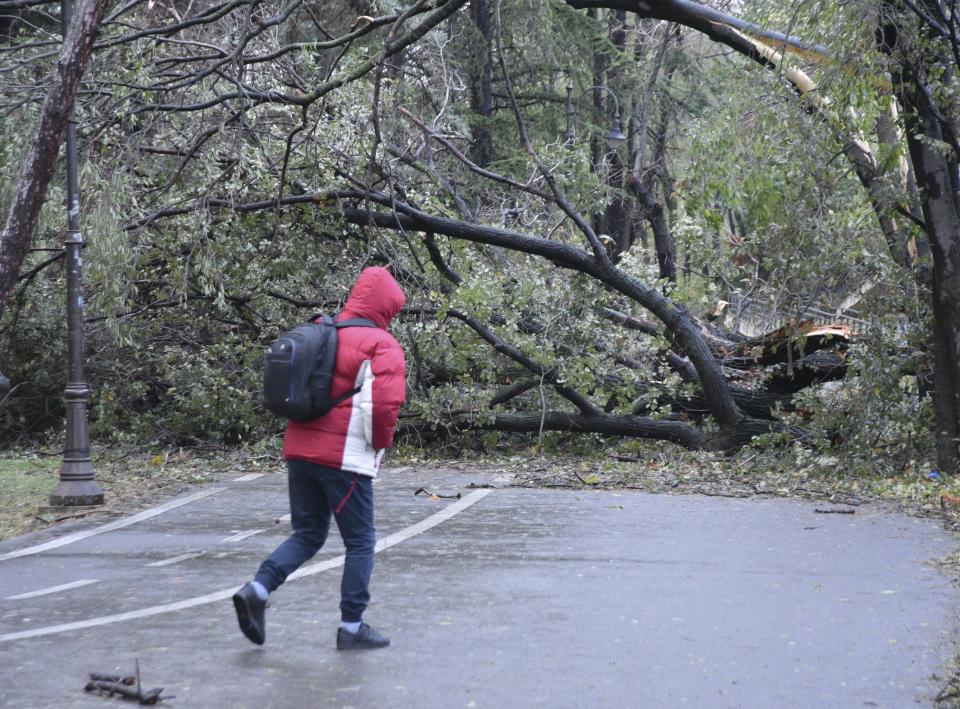 A person walks on the road blocked by a fallen tree in town of Varna, Bulgaria, Sunday, Nov. 19 2023. Gale-force winds and heavy rain and snow hit large parts of Bulgaria claiming the lives of two people and causing severe damages and disrupting power supply in towns and villages, officials said on Sunday. (Bulgarian News Agency via AP)