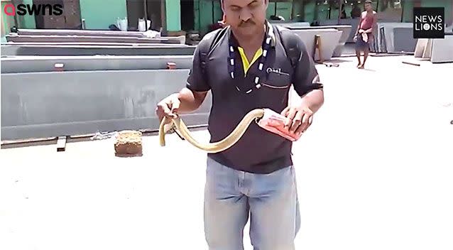 The snake was found in an empty water tank. Source: SWNS