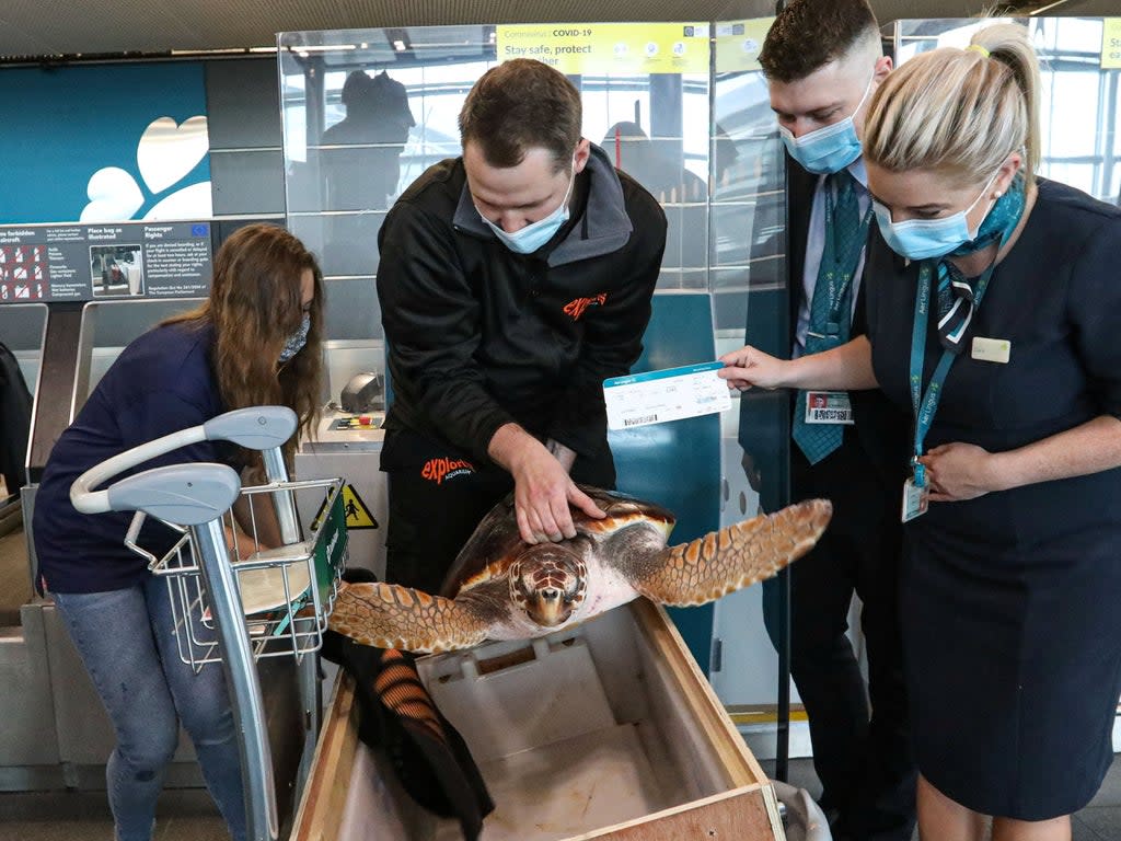 JC the loggerhead turtle flew with Aer Lingus (Aer Lingus / SWNS)