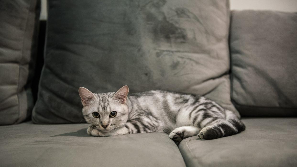 American shorthair sitting on the couch