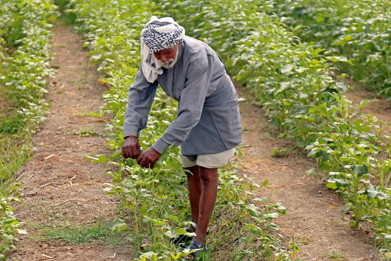 Iraqi farmers have traditionally lived off their land with no need for wells, but a creeping drought is now threatening the livelihoods of nearly a quarter of the country's population in the provinces of Diwaniyah, Muthanna and Missan