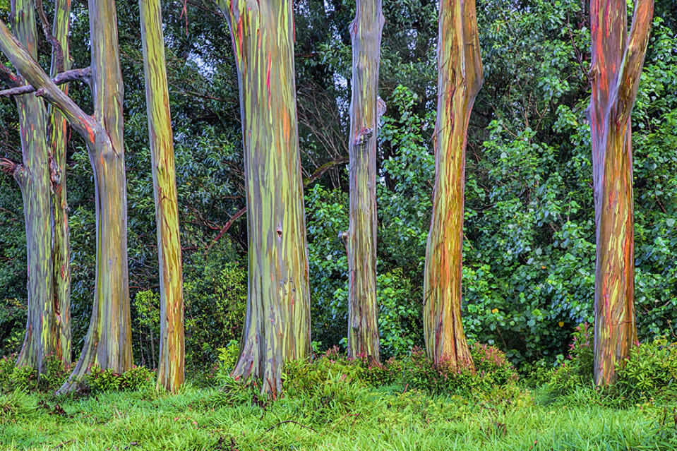 Rainbow eucalyptus trees line the Hana Forest. (Photo: Getty)