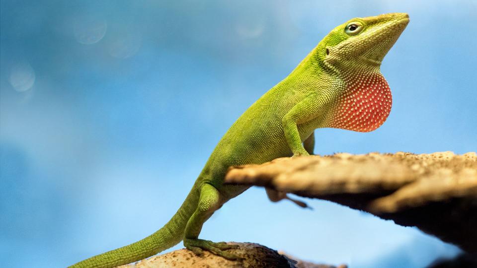 Green anole on rock — Best small pets