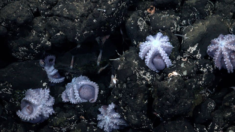 Octopuses can be see on a rocky outcrop deep beneath the Pacific Ocean. - Schmidt Ocean Institute