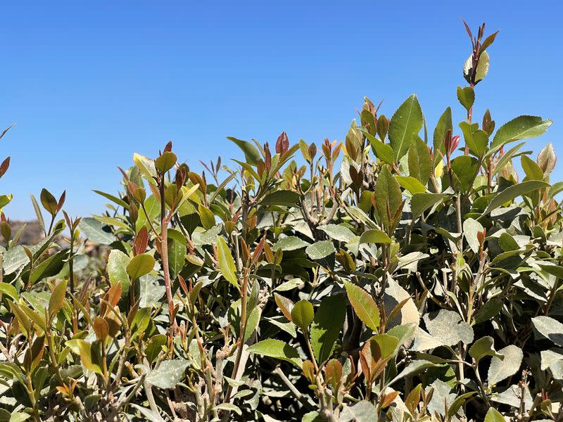 Farmers drain groundwater and remove soil to cultivate qat on the outskirts of Sanaa