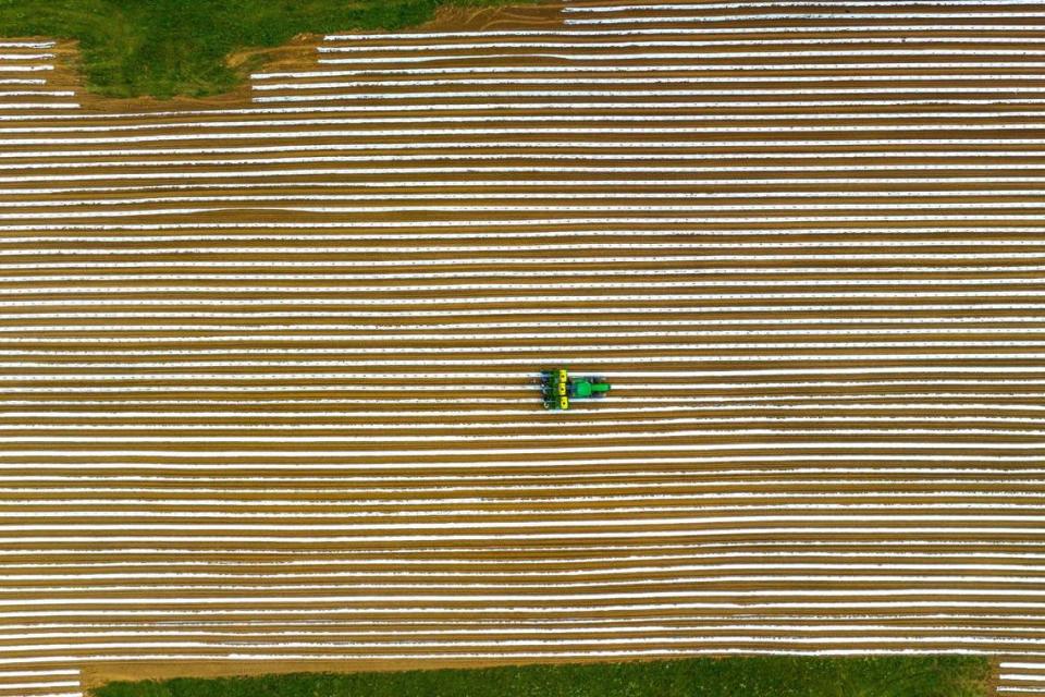 Workers set hemp clones at a farm in Owen County, Ky., on Thursday, June 22, 2023. Fiber, seeds and oil from hemp have application in a wide range of goods, from flooring and automotive parts to food and health products.