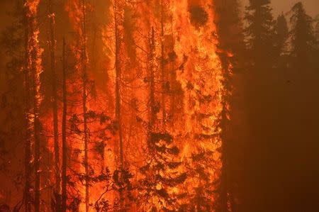 Trees are consumed by flames as an out of control wildfire burns near Willow, Alaska, in this picture courtesy of Mat-Su Borough taken June 14, 2015. REUTERS/Mat-Su Borough/Stefan Hinman/Handout