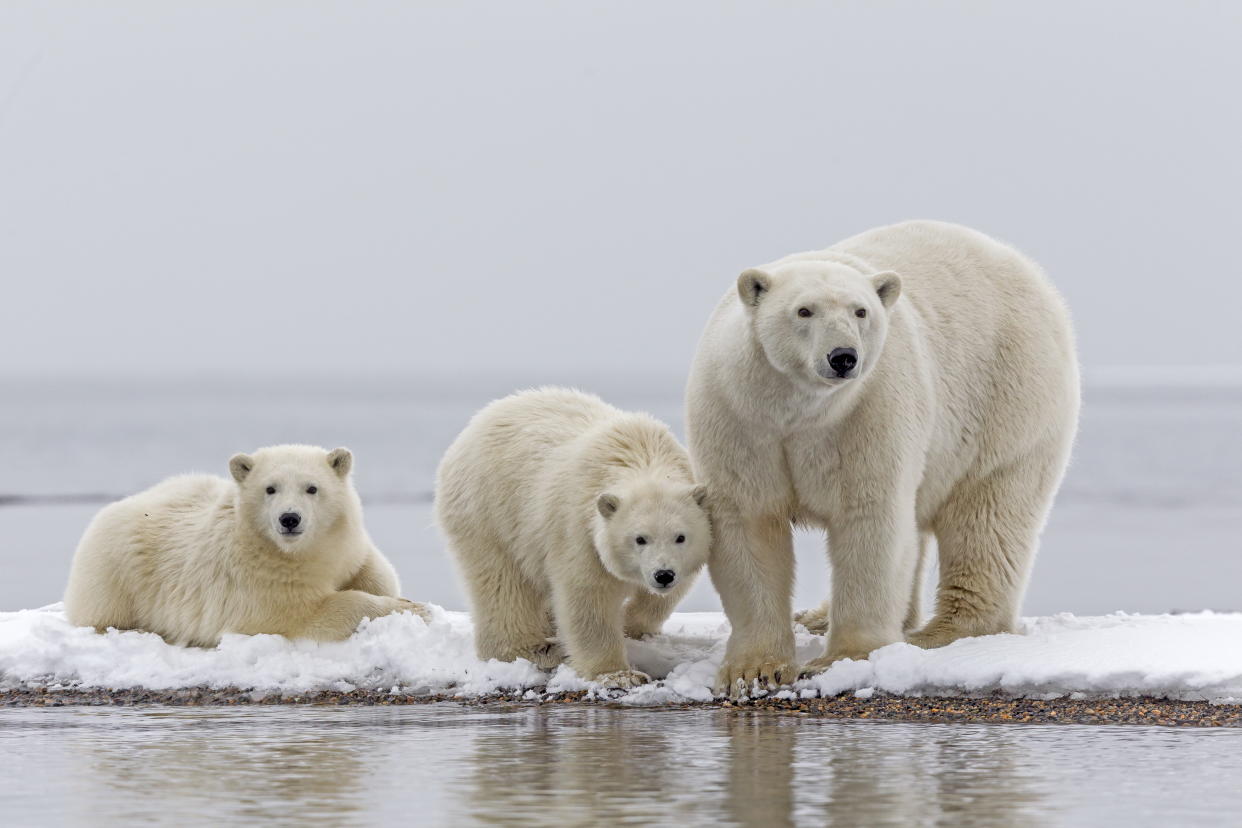A polar bear stands next to her two cubs.