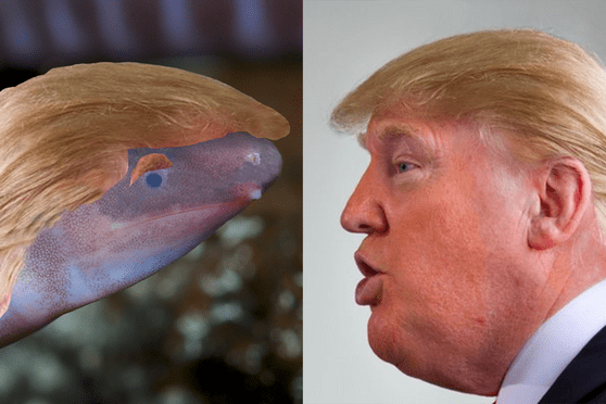 Blind amphibian that buries its head in the sand to be officially named after Donald Trump