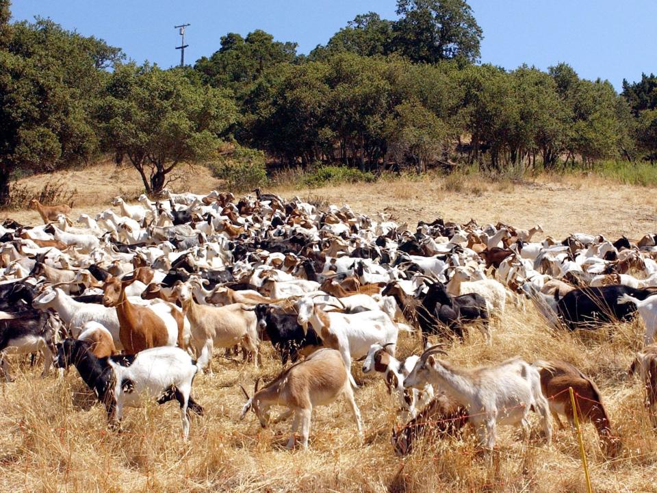 A herd of 400 goats eat away dry grass and brush in Redwood City, in 2002.