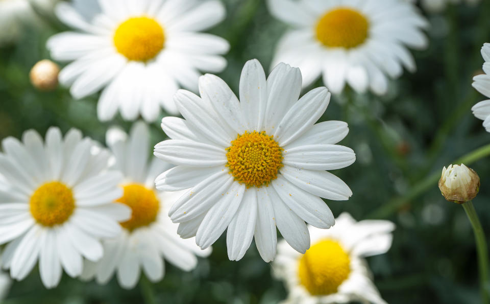White daisy flowers. (Getty Images)