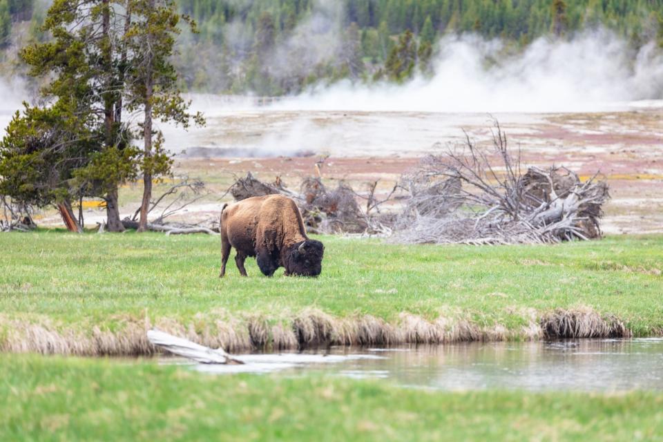 黃石國家公園裡生態豐富，可見野牛，圖為示意圖。（翻攝自Yellowstone National Park臉書）