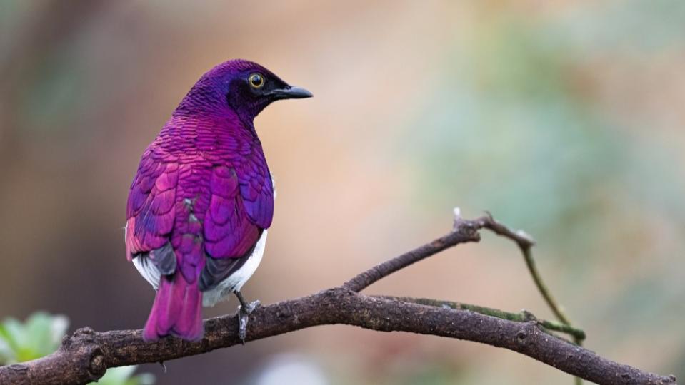 Violet-backed starling