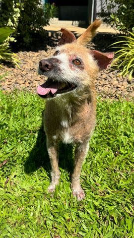 <p>Niall Harbison/X</p> Sir Anthony “Anto” Hopkins, one of the street dogs rescued and cared for by Happy Doggo