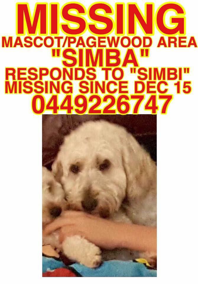 Ben Campbell made a flyer urging residents to keep an eye out for Simba. Source: Facebook