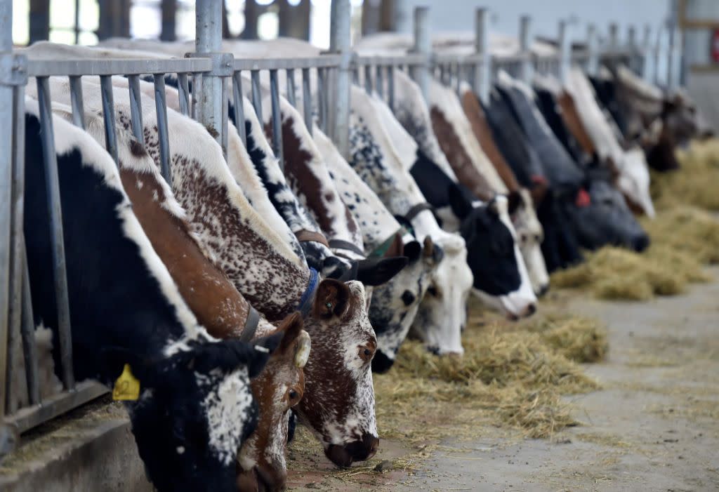 a row of dairy cows eat hay sierra krohnemann and joe brien