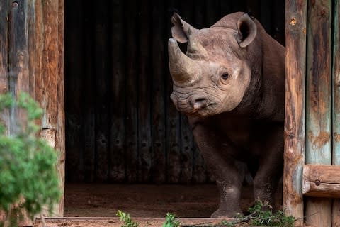 One of the rhino brought to Chad last week - Credit: Kyle de Nobrega