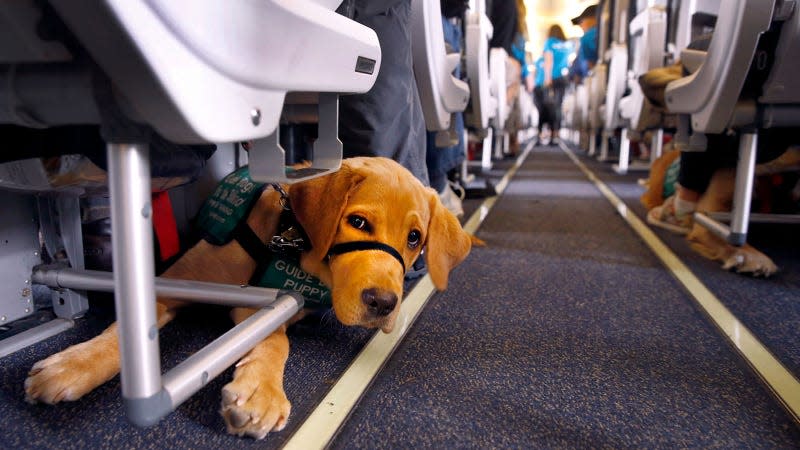 A photo of guide dog puppies training on a plane. 