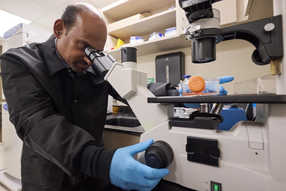 Balamurugan N. Appakalai, Ph.D. is leading research around islet cell transplants. Dr. Bala, widely considered one of the most skilled islet isolation specialists in the world, is transitioning his team and research from Nationwide Children’s in Ohio to Louisville.