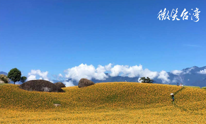 花蓮赤科山金針花季，滿山金色花毯 一年一次的浪漫 