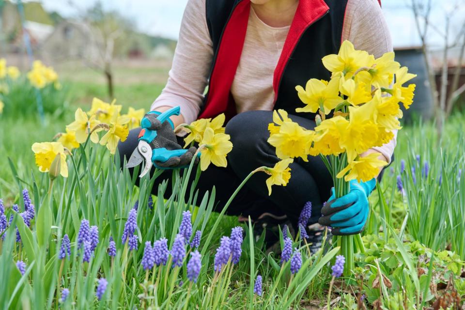 woman's hands with secateurs cutting flowers of yellow narcissus in spring flower bed