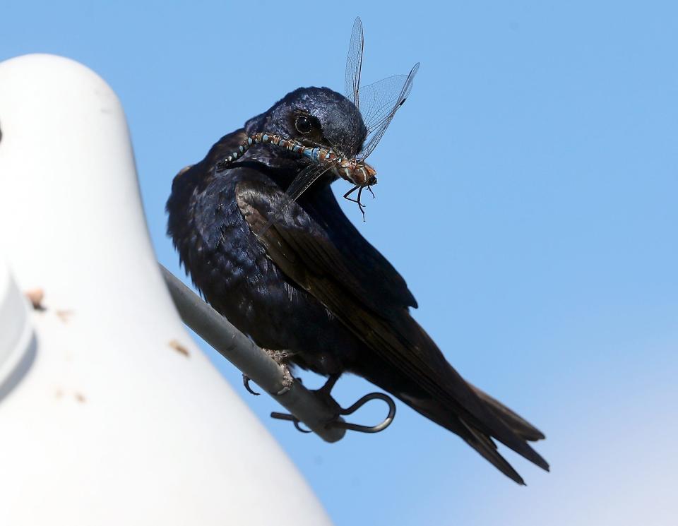 A male purple martin lands with a dragonfly in its beak as it prepares to feed its offspring inside one of the nesting gourds at Poulsbo's Oyster Plant Park on Thursday, Aug. 11, 2022.