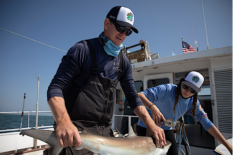 Dr Joel Fodrie measuring a shark while technician Holly Doerr records data and takes photos (M.May/UNC Research)