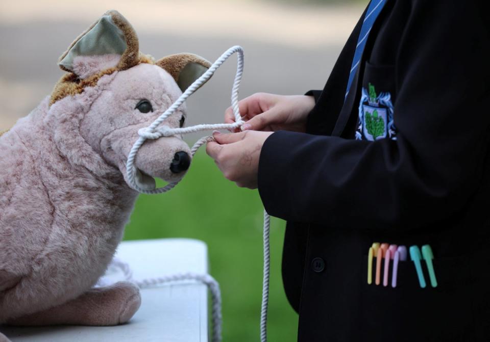 Megan uses a stuffed toy dog to practise her head-collaring technique (Reuters)