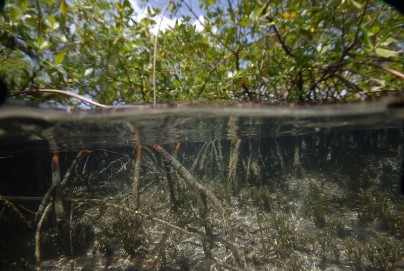 Giant bacteria found in Guadeloupe mangroves challenge traditional concepts