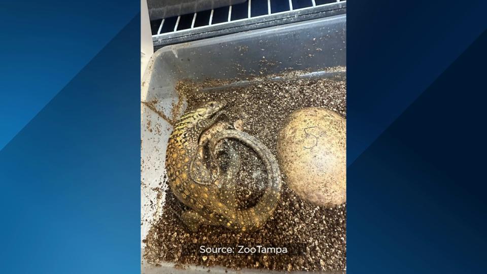 For the first time ever, ZooTampa at Lowry Park hatched endangered Komodo dragons.