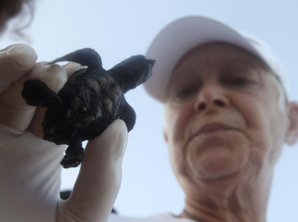 Sea turtle in hand