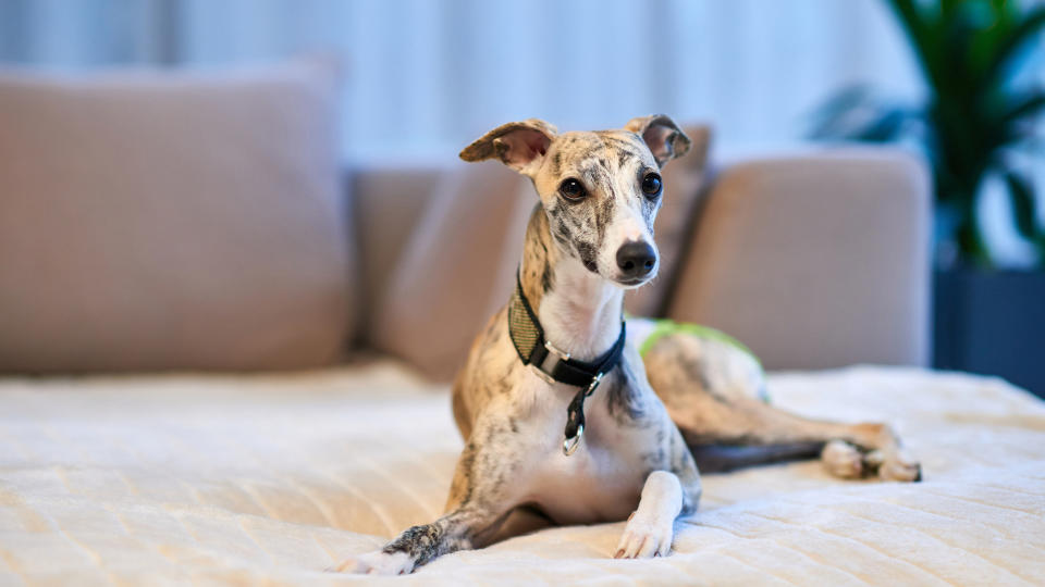 Whippet lying on bed