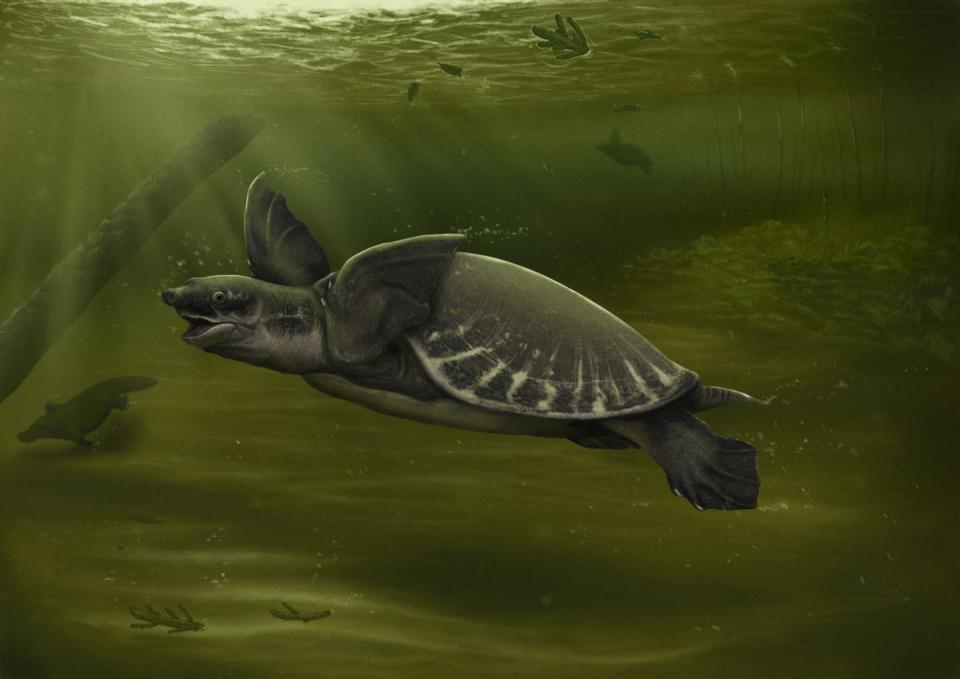 Artist's impression of pig-nosed turtle.