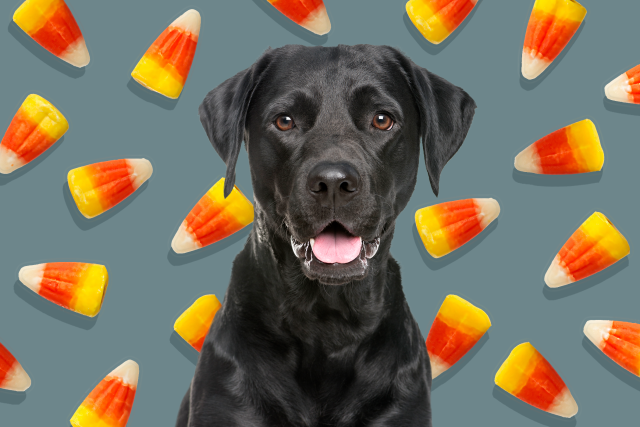 can dogs die from eating candy