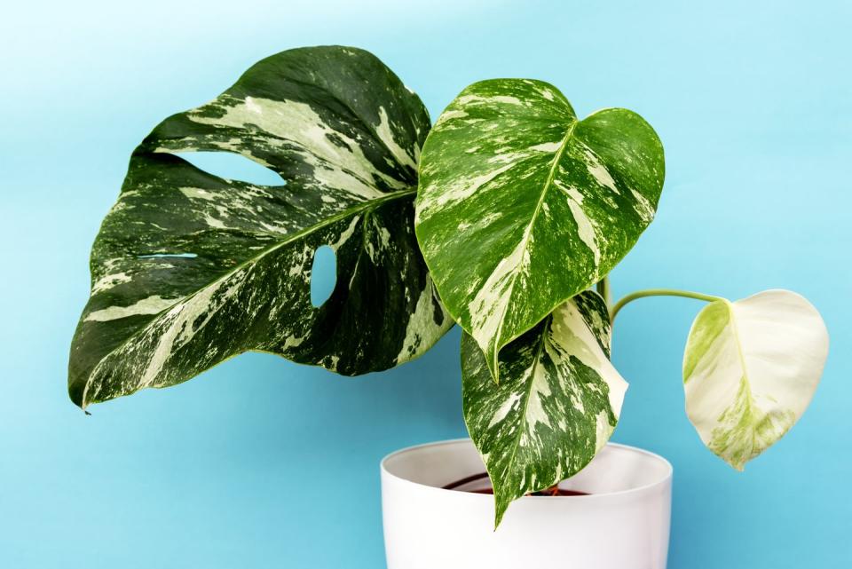 1) Monstera Deliciosa