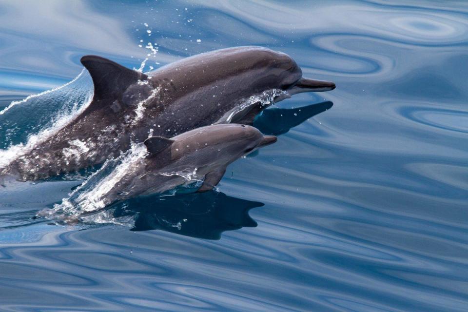 SEIKO與創辦於花蓮的「黑潮海洋文教基金會」合作，支援其「海洋綠洲：東海岸鯨類保育計畫」的贊助。此為飛旋海豚，是花蓮港賞鯨目擊率最高的鯨豚。（黑潮海洋文教基金會提供）