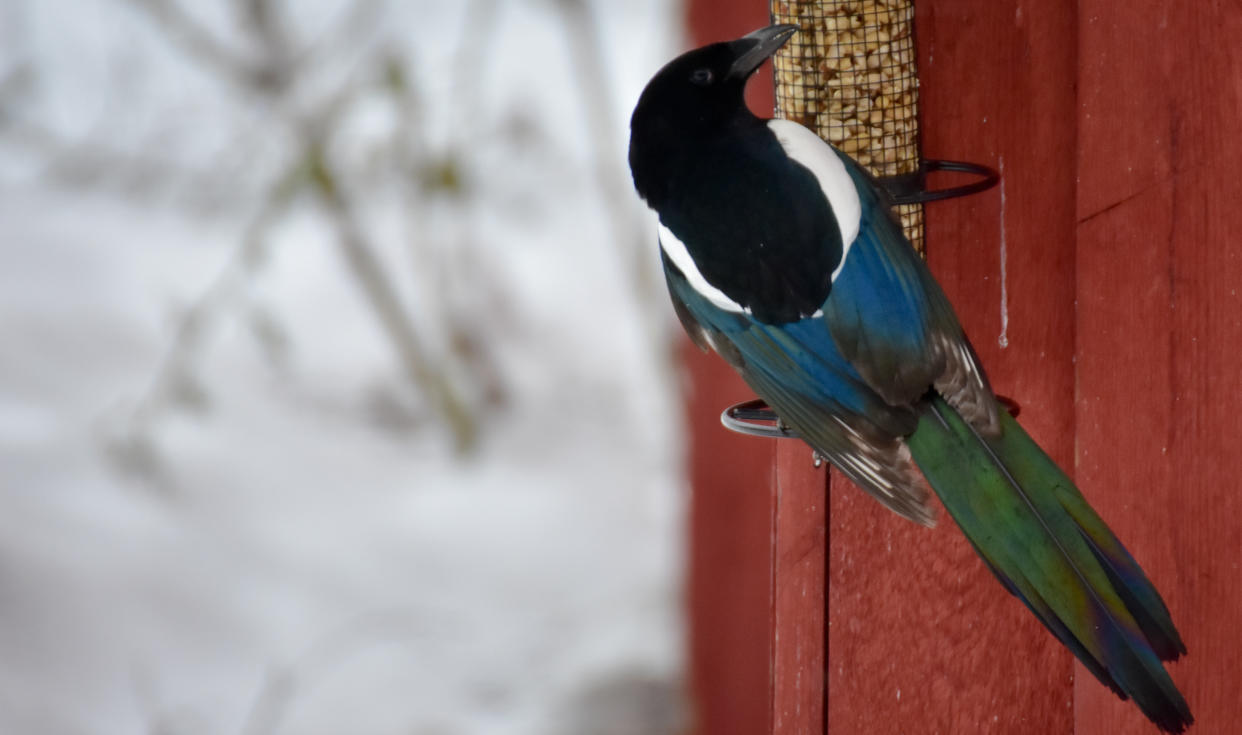  Magpie on a feeder for smaller birds. 