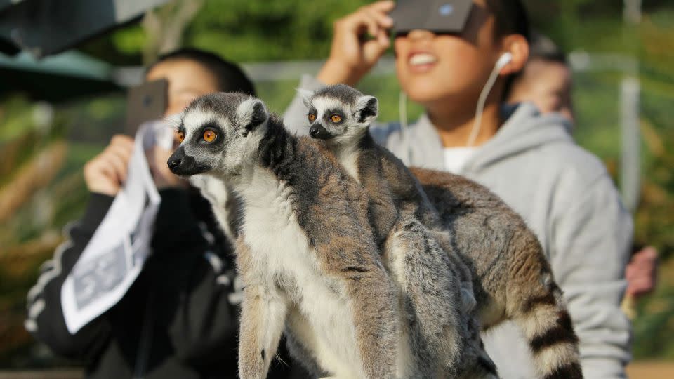 During a solar eclipse in May 2012, ring-tailed lemurs at the Japan Monkey Center in Inuyama skip breakfast and clamber among trees and poles. - Jiji Press/AFP/Getty Images